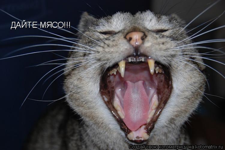 ДАЙТЕ МЯСО!!!... Котоматрица: ДАЙТЕ МЯСО!!!