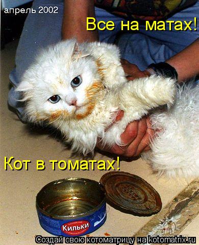 Кот в томатах! Все на матах!... Котоматрица: Кот в томатах! Все на матах!