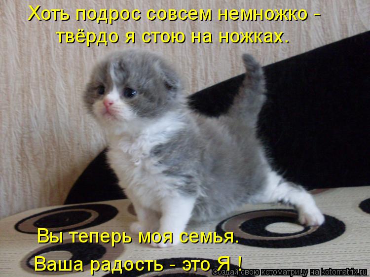 Хоть подрос совсем немножко - твёрдо я стою на ножках. Вы теперь моя семья. Ваша радость - это Я !... Котоматрица: Хоть подрос совсем немножко - твёрдо я стою на ножках. Вы теперь моя семья. Ваша радость - это Я !