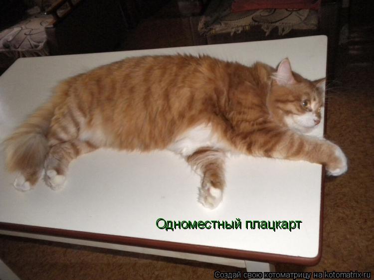 Одноместный плацкарт... Котоматрица: Одноместный плацкарт
