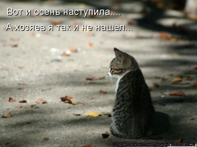 Вот и осень наступила.... А хозяев я так и не нашел...... Котоматрица: Вот и осень наступила.... А хозяев я так и не нашел...