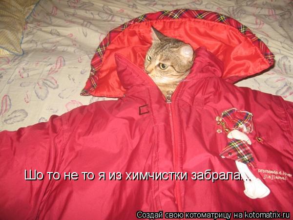 Шо то не то я из химчистки забрала...... Котоматрица: Шо то не то я из химчистки забрала...
