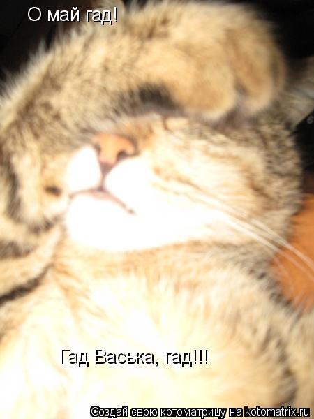 О май гад! Гад Васька, гад!!!... Котоматрица: О май гад! Гад Васька, гад!!!