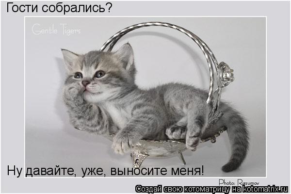 Гости собрались? Ну давайте, уже, выносите меня!... Котоматрица: Гости собрались? Ну давайте, уже, выносите меня!