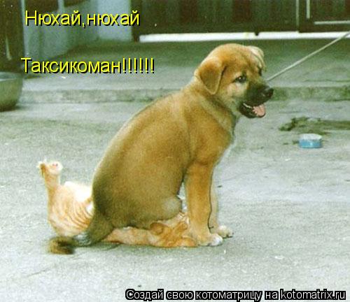 Нюхай,нюхай Таксикоман!!!!!!... Котоматрица: Нюхай,нюхай Таксикоман!!!!!!