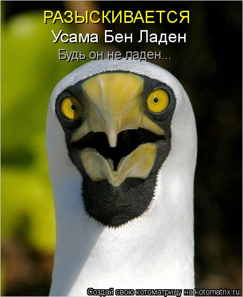 РАЗЫСКИВАЕТСЯ Усама Бен Ладен Будь он не ладен...... Котоматрица: РАЗЫСКИВАЕТСЯ Усама Бен Ладен Будь он не ладен...