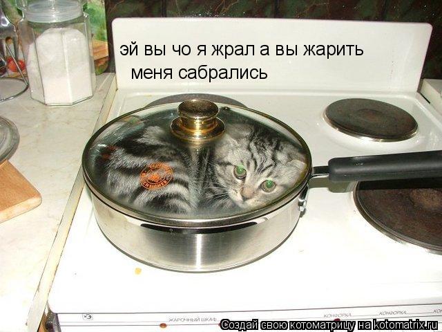 эй вы чо я жрал а вы жарить меня сабрались... Котоматрица: эй вы чо я жрал а вы жарить меня сабрались