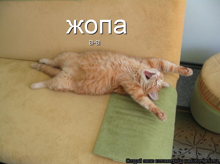 а-а жопа... Котоматрица: а-а жопа