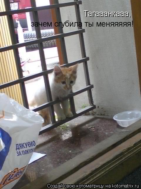 Тагааанкааа, зачем сгубила ты меняяяяя!... Котоматрица: Тагааанкааа, зачем сгубила ты меняяяяя!