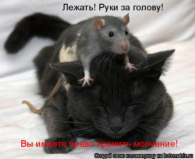 Лежать! Руки за голову! Вы имеете право хранить молчание!... Котоматрица: Лежать! Руки за голову! Вы имеете право хранить молчание!
