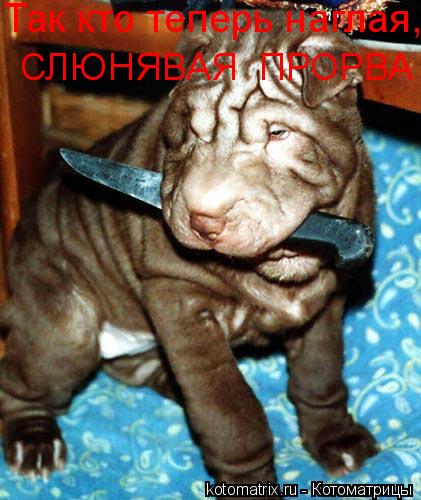 Так кто теперь наглая, СЛЮНЯВАЯ ПРОРВА... Котоматрица: Так кто теперь наглая, СЛЮНЯВАЯ ПРОРВА