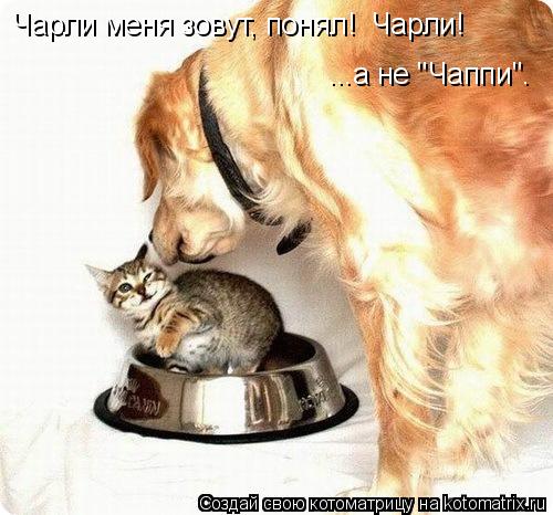 Чарли меня зовут, понял! Чарли! ...а не "Чаппи".... Котоматрица: Чарли меня зовут, понял! Чарли! ...а не "Чаппи".