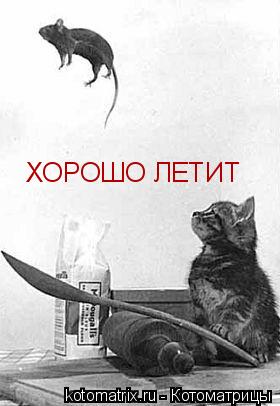 ХОРОШО ЛЕТИТ... Котоматрица: ХОРОШО ЛЕТИТ