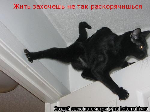 Жить захочешь не так раскорячишься... Котоматрица: Жить захочешь не так раскорячишься