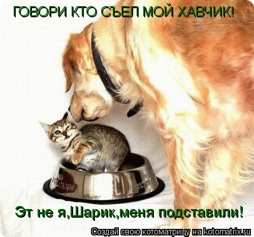 ГОВОРИ КТО СЪЕЛ МОЙ ХАВЧИК! Эт не я,Шарик,меня подставили!... Котоматрица: ГОВОРИ КТО СЪЕЛ МОЙ ХАВЧИК! Эт не я,Шарик,меня подставили!