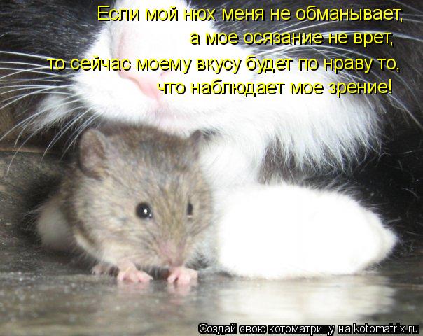 Если мой нюх меня не обманывает, а мое осязание не врет, то сейчас моему вкусу будет по нраву то, что... Котоматрица: Если мой нюх меня не обманывает, а мое осязание не врет, то сейчас моему вкусу будет по нраву то, что наблюдает мое зрение!