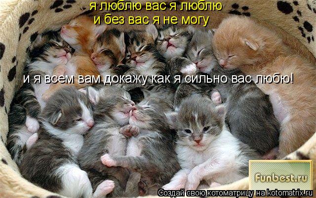 я люблю вас я люблю и я всем вам докажу как я сильно вас любю! и без вас я не могу... Котоматрица: я люблю вас я люблю и я всем вам докажу как я сильно вас любю! и без вас я не могу