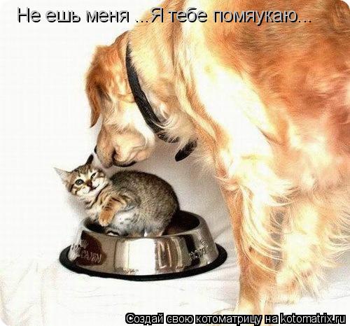 Не ешь меня ...Я тебе помяукаю...... Котоматрица: Не ешь меня ...Я тебе помяукаю...