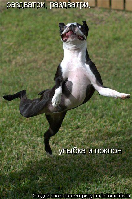 раздватри, раздватри, упыбка и поклон... Котоматрица: раздватри, раздватри, упыбка и поклон