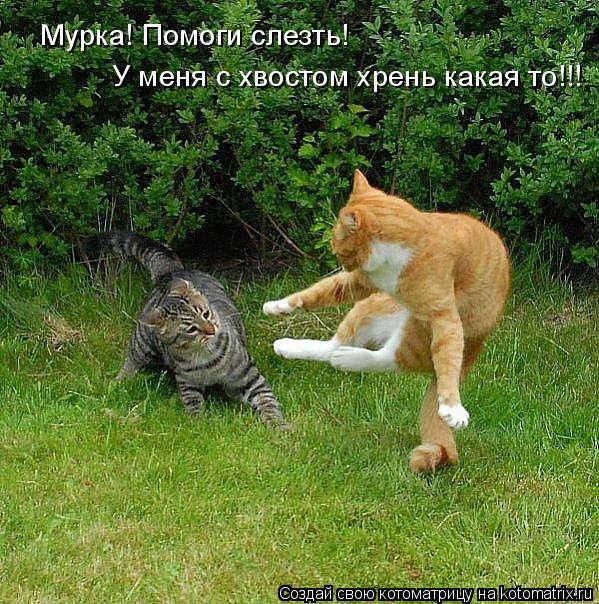 Мурка! Помоги слезть! У меня с хвостом хрень какая то!!!... Котоматрица: Мурка! Помоги слезть! У меня с хвостом хрень какая то!!!