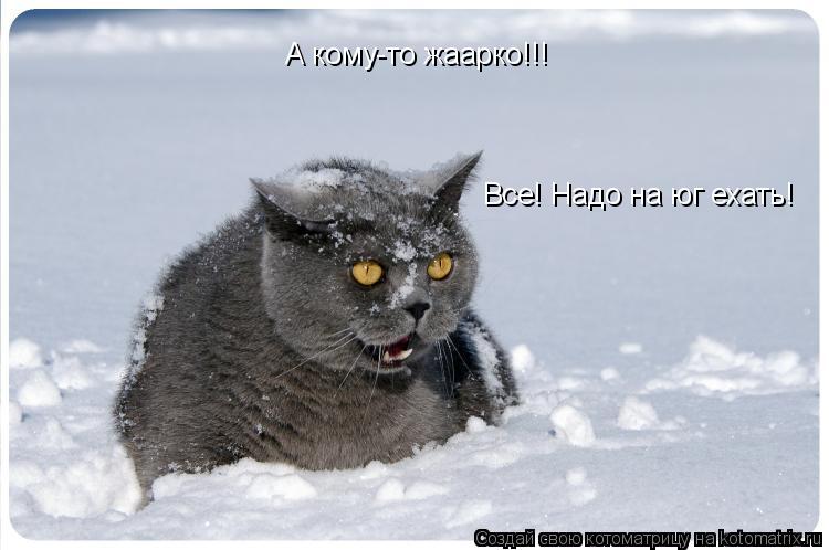 А кому-то жаарко!!! Все! Надо на юг ехать!... Котоматрица: А кому-то жаарко!!! Все! Надо на юг ехать!