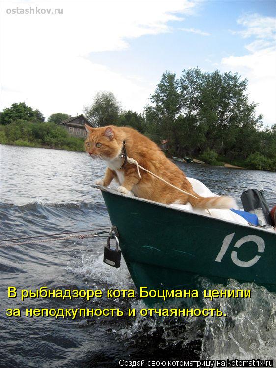 Котоматрица: В рыбнадзоре кота Боцмана ценили за неподкупность и отчаянность.