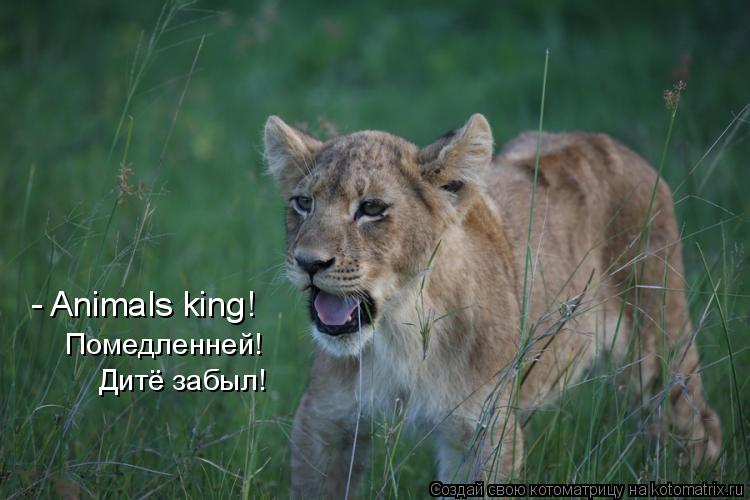 - Animals king! Помедленней! Дитё забыл!... Котоматрица: - Animals king! Помедленней! Дитё забыл!