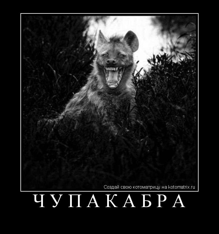 чупакабра ... Котоматрица: чупакабра