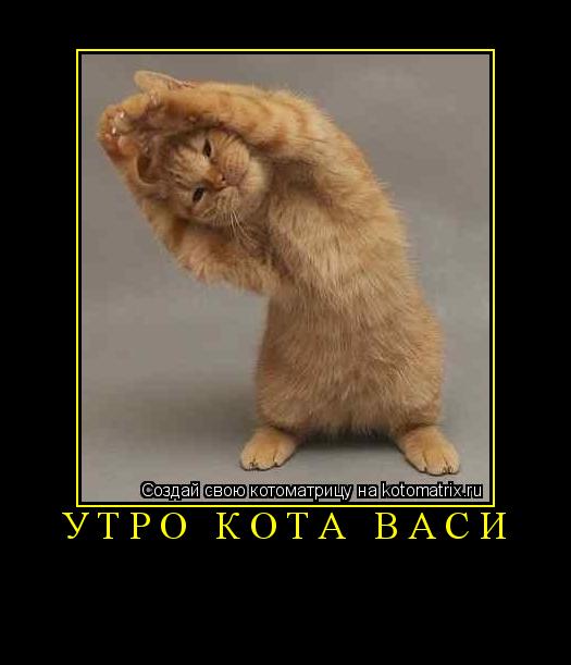 утро кота васи ... Котоматрица: утро кота васи