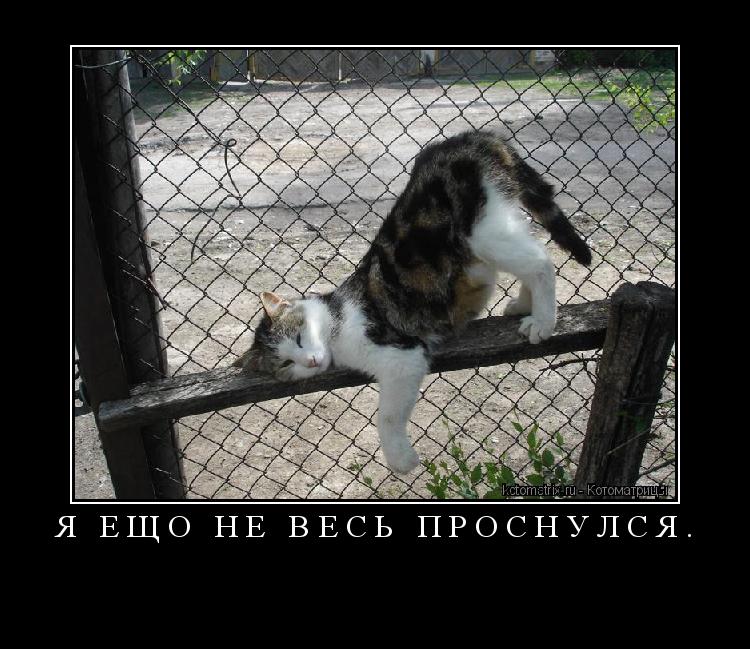 Я ещо не весь проснулся. ... Котоматрица: Я ещо не весь проснулся.