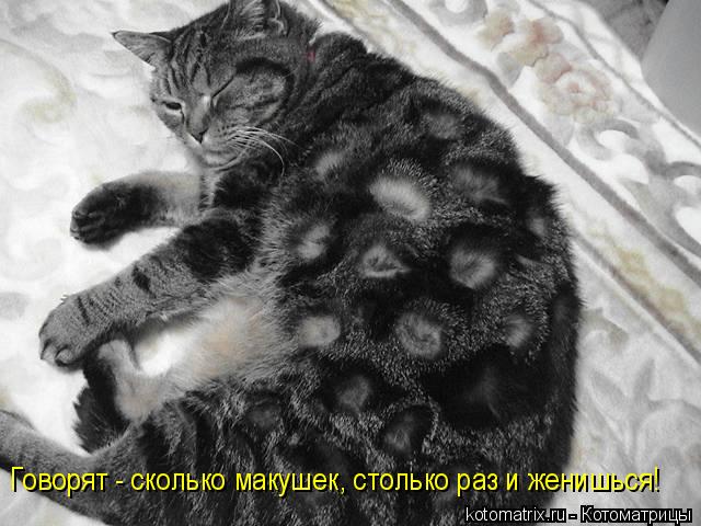 Говорят - сколько макушек, столько раз и женишься!... Котоматрица: Говорят - сколько макушек, столько раз и женишься!