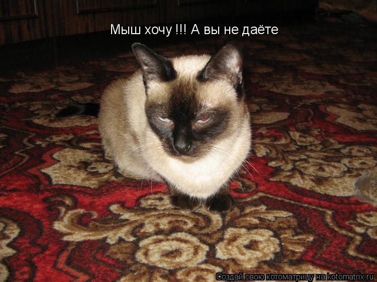 Мыш хочу !!! А вы не даёте... Котоматрица: Мыш хочу !!! А вы не даёте