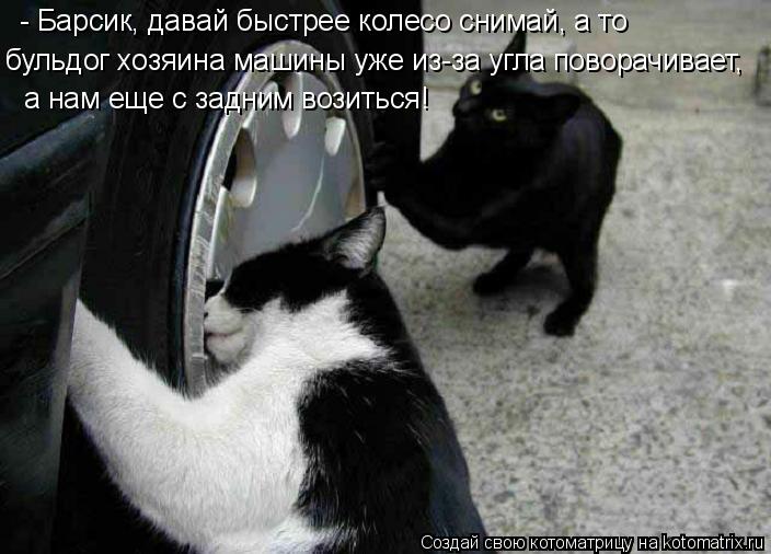 бульдог хозяина машины уже из-за угла поворачивает, - Барсик, давай быстрее колесо снимай, а то а нам... Котоматрица: бульдог хозяина машины уже из-за угла поворачивает, - Барсик, давай быстрее колесо снимай, а то а нам еще с задним возиться!