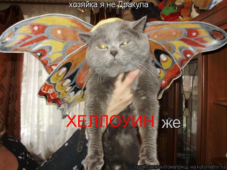 хозяйка я не Дракула ХЕЛЛОУИН же... Котоматрица: хозяйка я не Дракула ХЕЛЛОУИН же