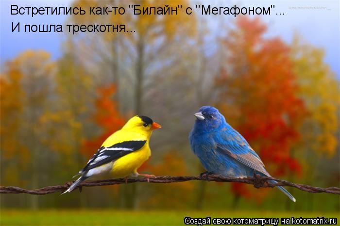 Встретились как-то "Билайн" с "Мегафоном"... И пошла трескотня...... Котоматрица: Встретились как-то "Билайн" с "Мегафоном"... И пошла трескотня...