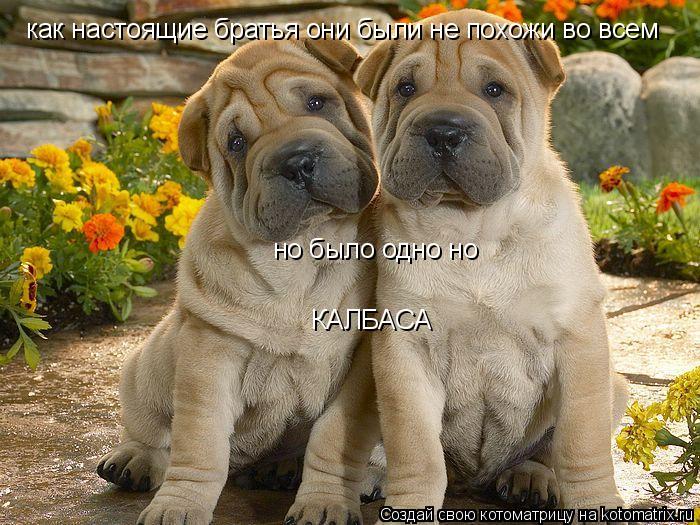 как настоящие братья они были не похожи во всем но было одно но КАЛБАСА... Котоматрица: как настоящие братья они были не похожи во всем но было одно но КАЛБАСА