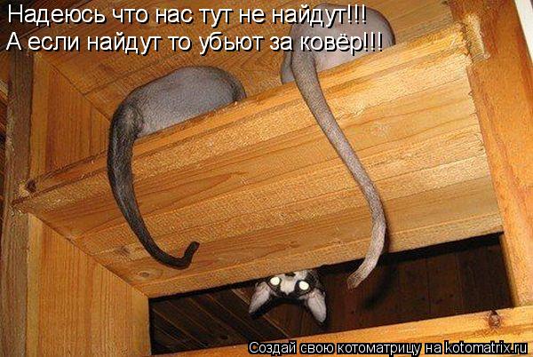 Надеюсь что нас тут не найдут!!! Надеюсь что нас тут не найдут!!! А если найдут то убьют за ковёр!!! ... Котоматрица: Надеюсь что нас тут не найдут!!! Надеюсь что нас тут не найдут!!! А если найдут то убьют за ковёр!!! А если найдут то убьют за ковёр!!!