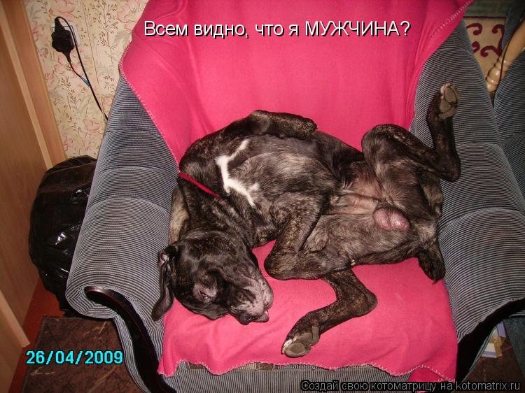 Всем видно, что я МУЖЧИНА?... Котоматрица: Всем видно, что я МУЖЧИНА?