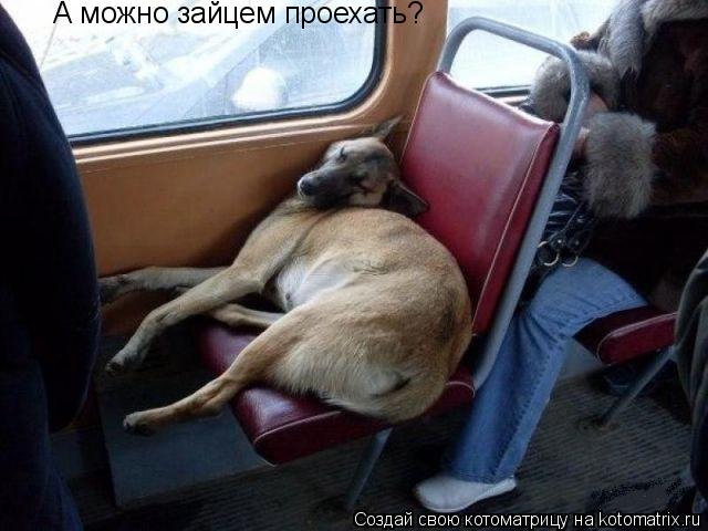 А можно зайцем проехать?... Котоматрица: А можно зайцем проехать?