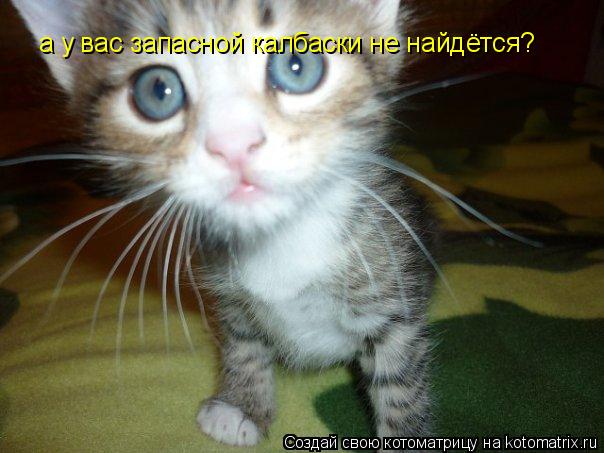 а у вас запасной калбаски не найдётся?... Котоматрица: а у вас запасной калбаски не найдётся?