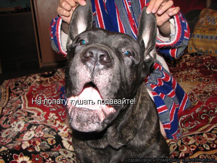На лопату кушать подавайте!... Котоматрица: На лопату кушать подавайте!