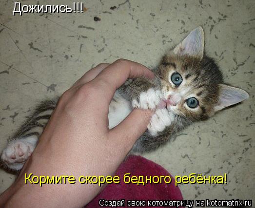 Дожились!!! Кормите скорее бедного ребёнка!... Котоматрица: Дожились!!! Кормите скорее бедного ребёнка!