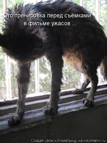 Это тренировка перед съёмками в фильме ужасов ...... Котоматрица: Это тренировка перед съёмками в фильме ужасов ...