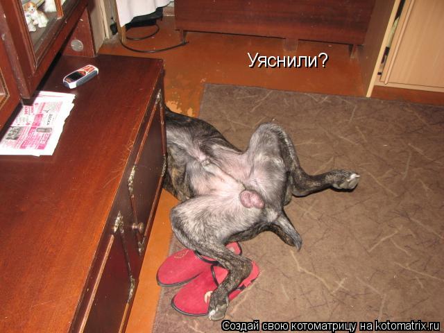 Уяснили?... Котоматрица: Уяснили?