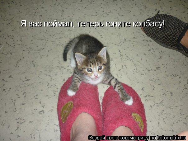 Я вас поймал, теперь гоните колбасу!... Котоматрица: Я вас поймал, теперь гоните колбасу!