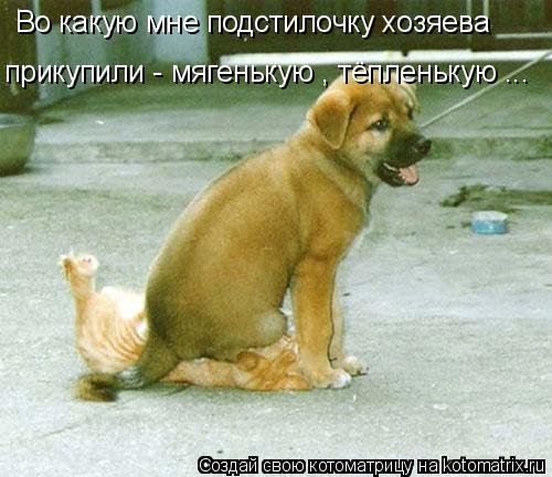 Во какую мне подстилочку хозяева прикупили - мягенькую , тёпленькую ...... Котоматрица: Во какую мне подстилочку хозяева прикупили - мягенькую , тёпленькую ...