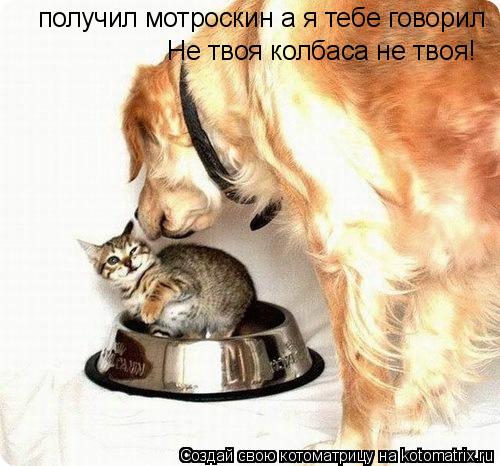получил мотроскин а я тебе говорил Не твоя колбаса не твоя!... Котоматрица: получил мотроскин а я тебе говорил Не твоя колбаса не твоя!