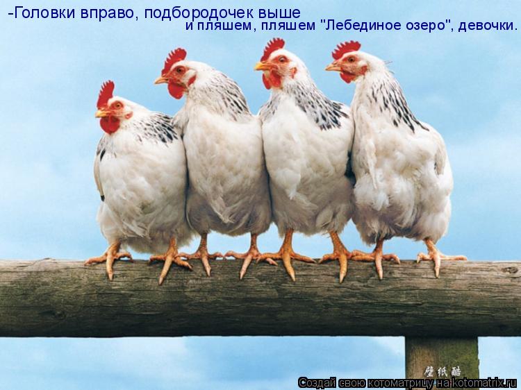 -Головки вправо, подбородочек выше и пляшем, пляшем "Лебединое озеро", девочки.... Котоматрица: -Головки вправо, подбородочек выше и пляшем, пляшем "Лебединое озеро", девочки.