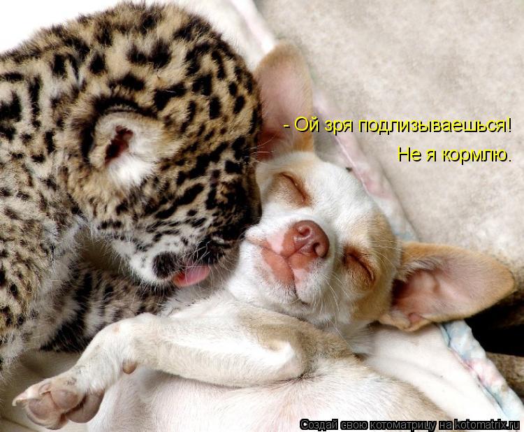 - Ой зря подлизываешься! Не я кормлю.... Котоматрица: - Ой зря подлизываешься! Не я кормлю.