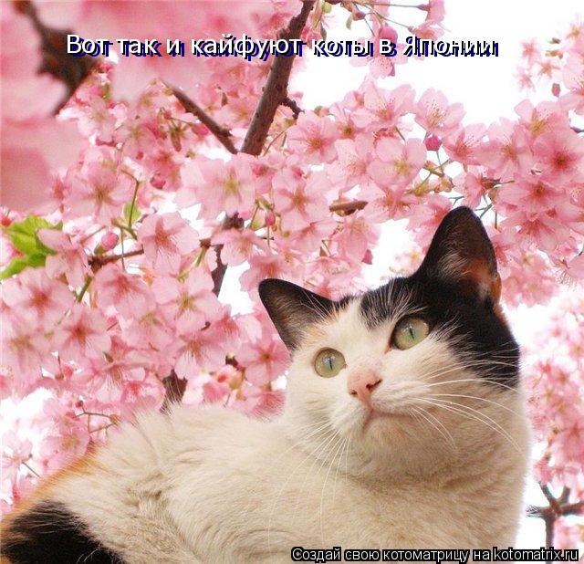 Котоматрица: Вот так и кайфуют коты в Японии Вот так и кайфуют коты в Японии